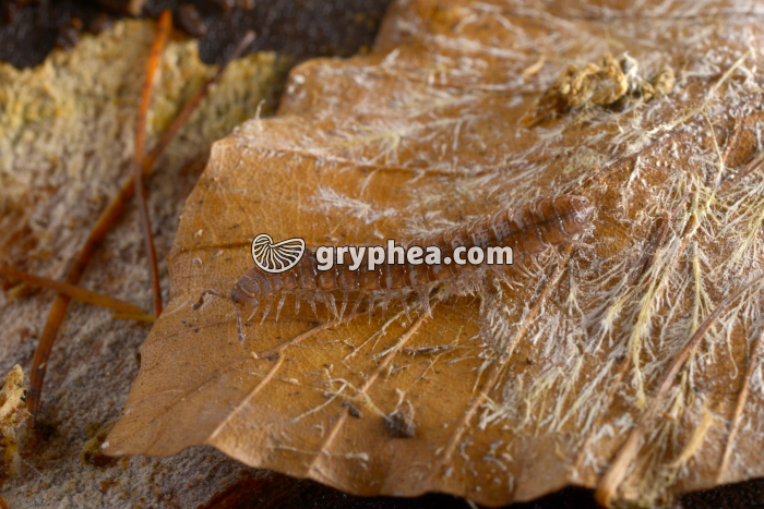 Polydesme (myriapode) - gryphea.org